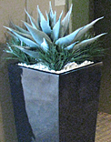 plants